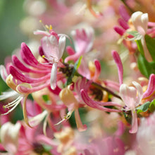 Load image into Gallery viewer, Soy Wax Melts (FLORAL)
